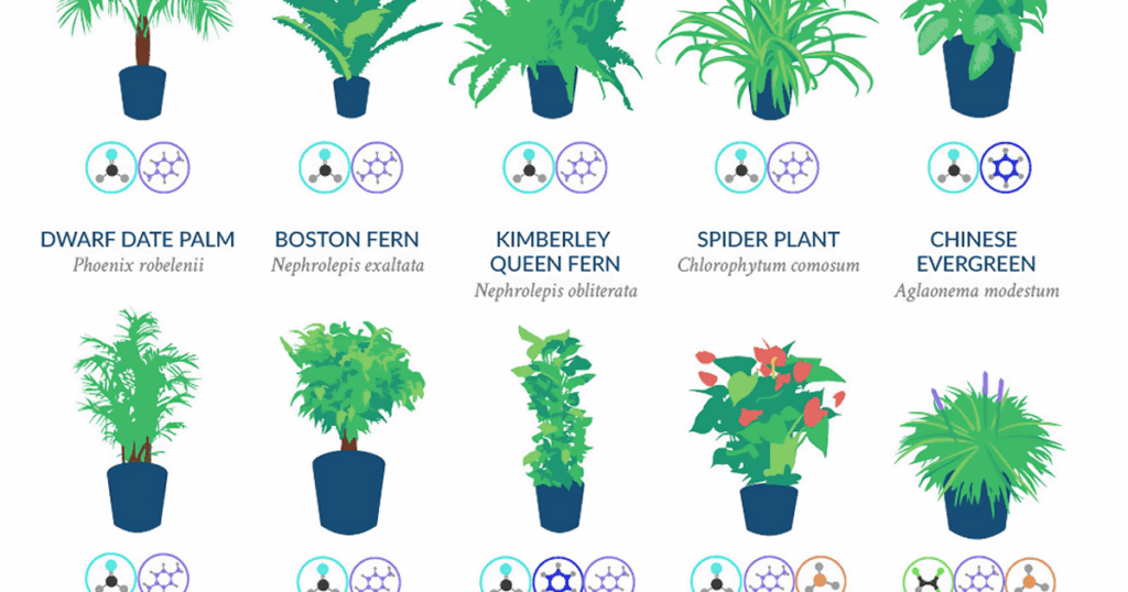 The Best Houseplants for Air Purification